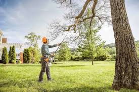 Best Tree Health Inspection  in Chester, PA