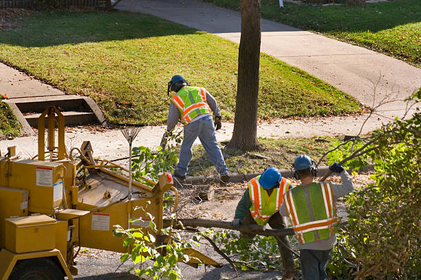 Best Tree Risk Assessment  in Chester, PA